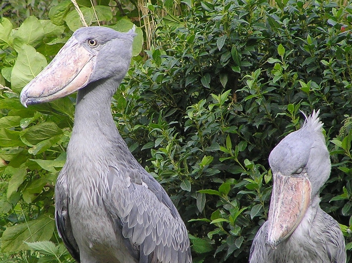 Two large grey shoebill storks stand among green foliage; one bird is upright and alert, the other looks downward, showing their distinctive wide, shoe-shaped bills.