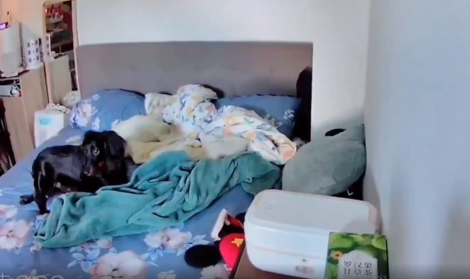 A black dog is lying on a blue floral bed in a cozy bedroom. The bed has scattered blankets and pillows, and there is a white device and a green tea box on a nearby surface.