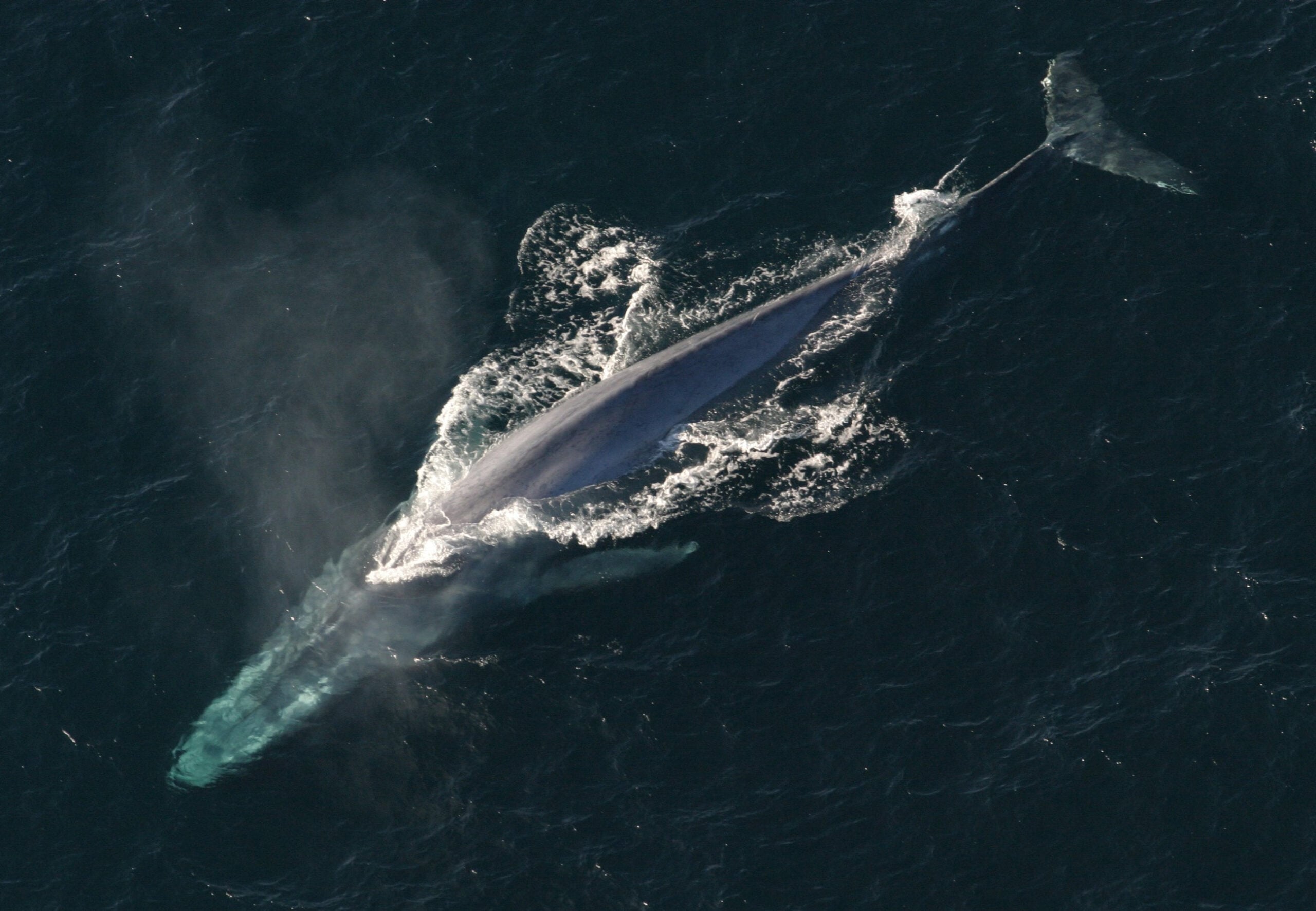 Aerial view of a blue whale swimming near the ocean surface, with part of its head and back visible above the water and white foam trailing alongside its body.