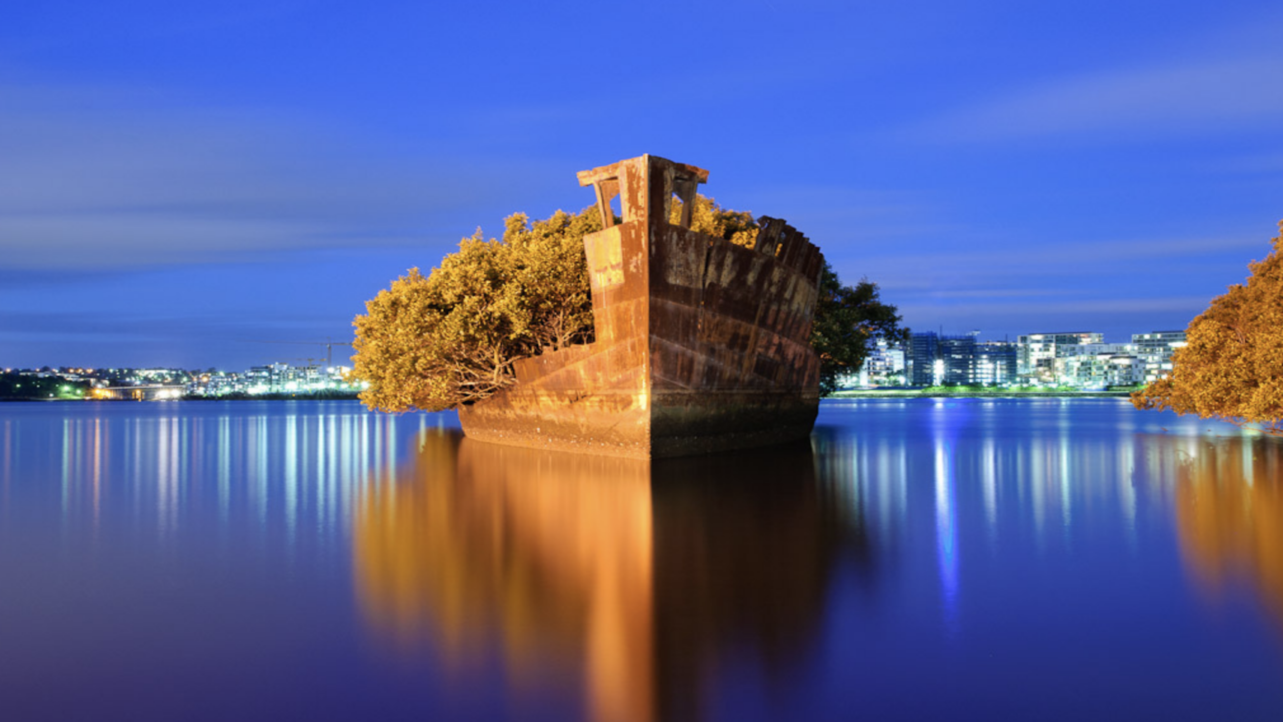Abandoned SS Ayrfield shipwreck in Sydney with trees growing inside