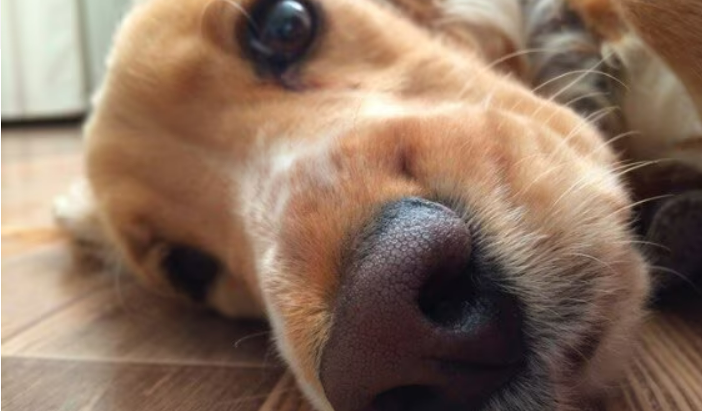 Close-up of a dog lying on a wooden floor, focusing on its nose and face, with one eye looking towards the camera. The dog appears relaxed and calm.