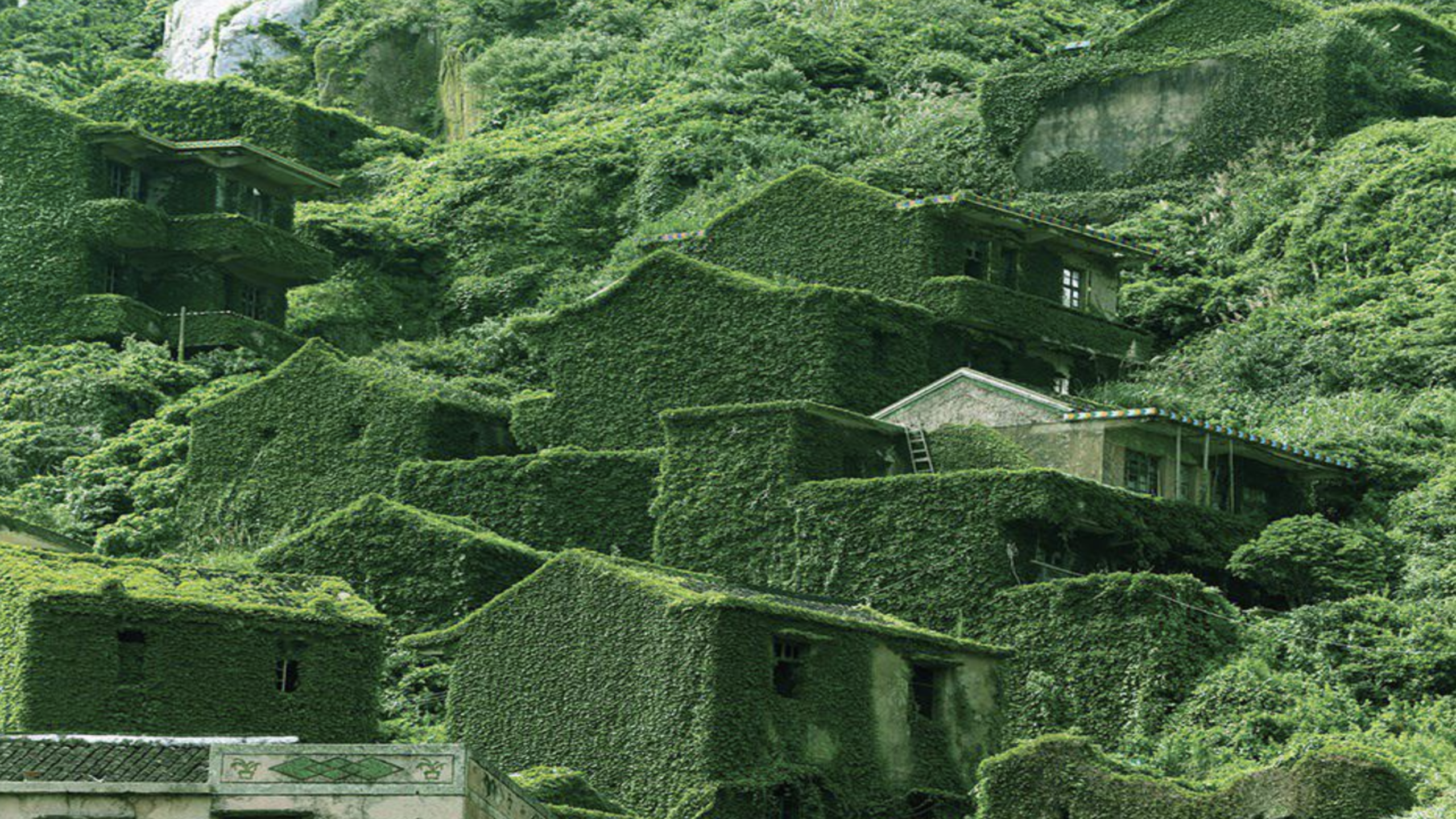 Abandoned Houtouwan village in China covered in green vegetation