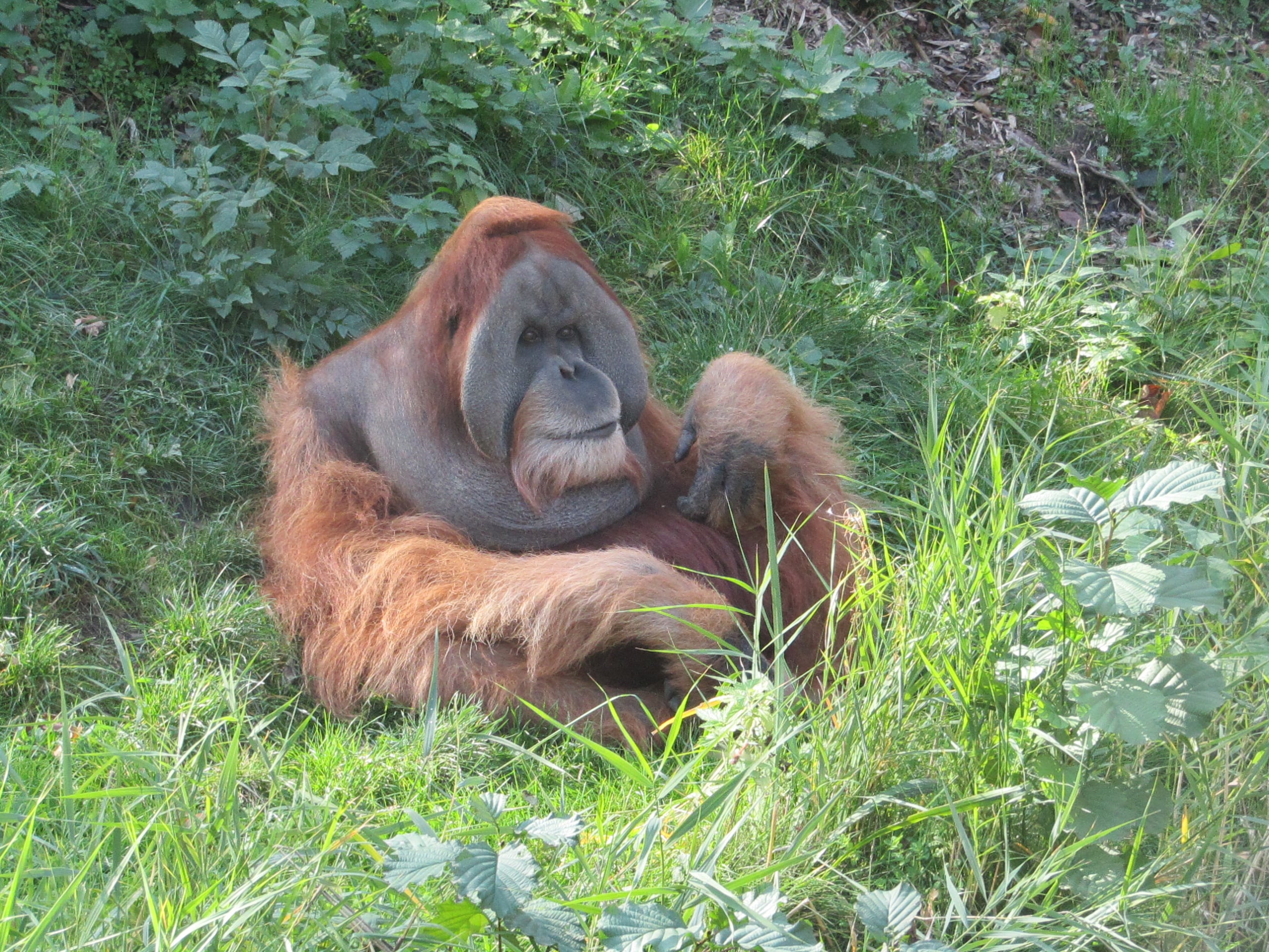An orangutan with reddish-brown fur is sitting on green grass surrounded by leafy plants, resting its arm on its chest and looking off to the side. Sunlight filters through the foliage.