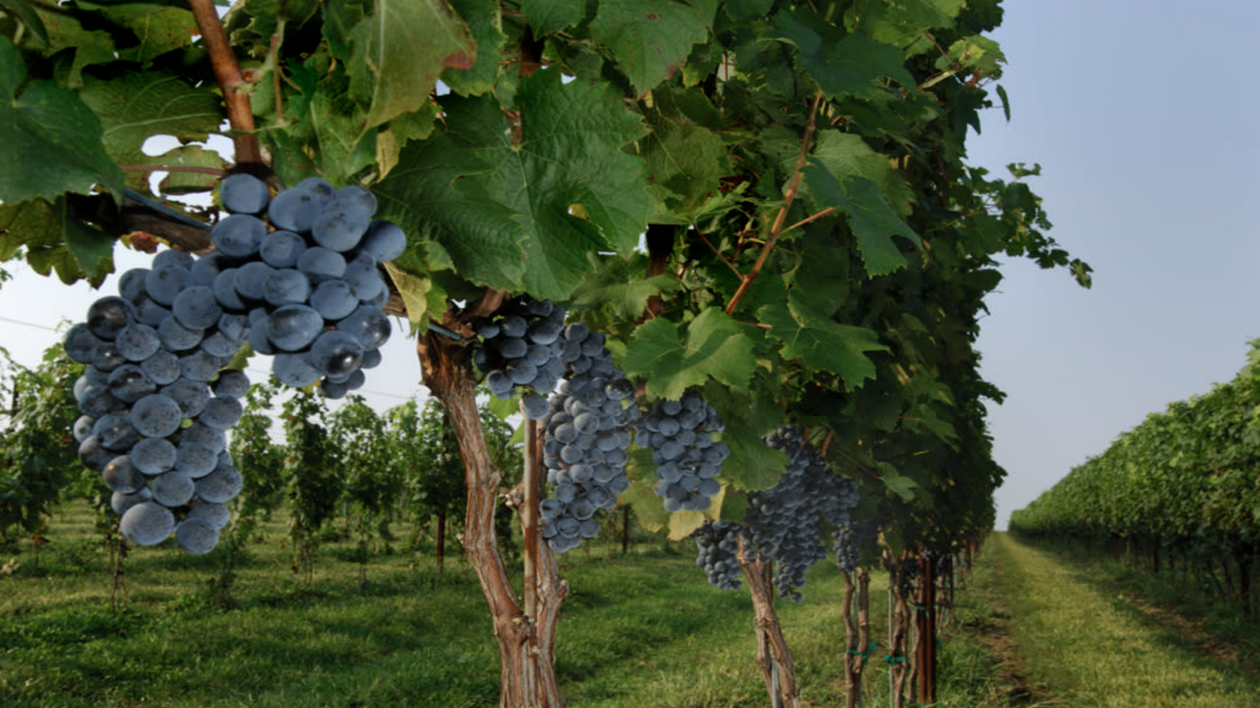 10 passive income ideas through vineyard and tree investments