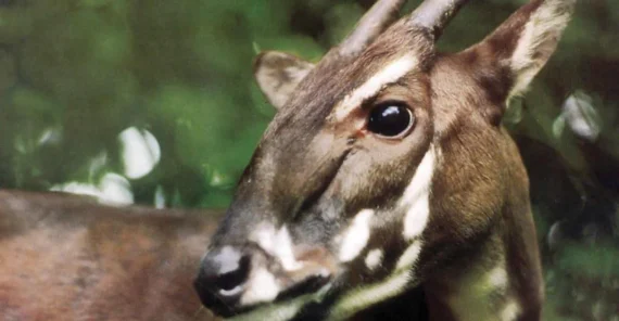 A close-up of a saola, a rare forest-dwelling mammal, showing its brown fur, white facial markings, and two straight, sharp horns, with a background of green foliage.
