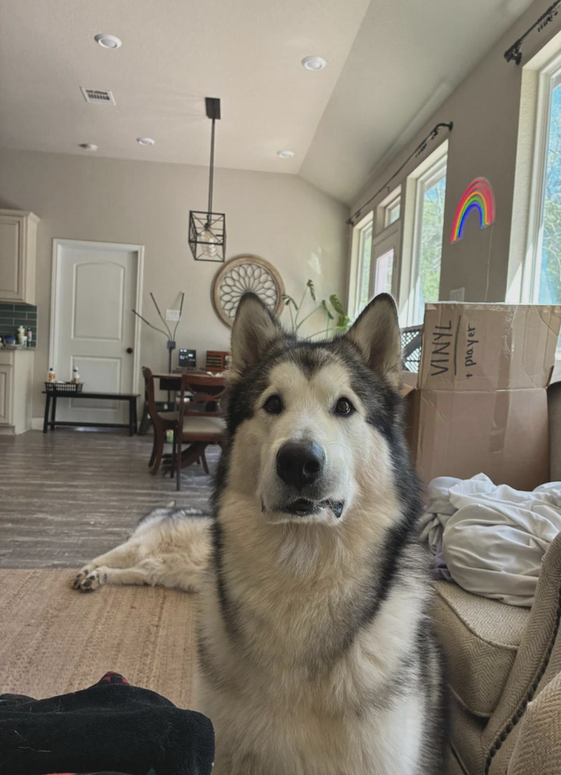 A large fluffy dog with black and white fur sits on a couch, looking at the camera. Another dog is lying on the floor in the background of a living room with a dining area, large windows, and a cardboard box.