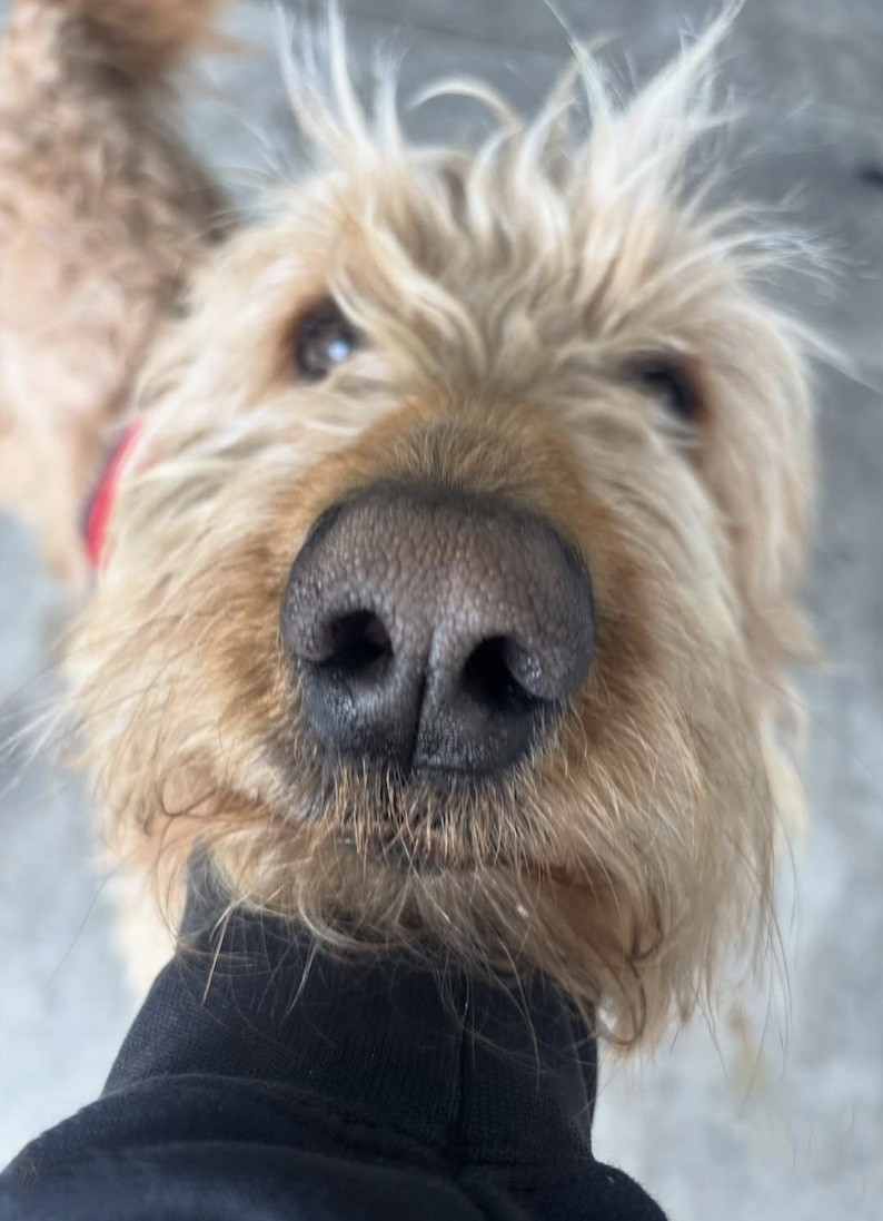 A close-up image of a scruffy, light brown dog with a large nose in focus, looking directly into the camera. The dog is being gently held under the chin by a person wearing a black sleeve.