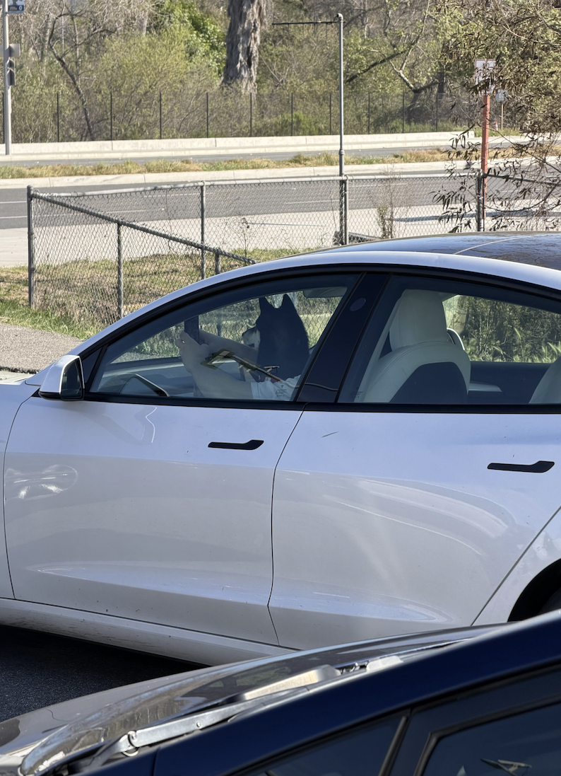 A dog sits in the driver’s seat of a white car with its front paws on the steering wheel, looking forward through the windshield. Trees, a fence, and a road are visible in the background.