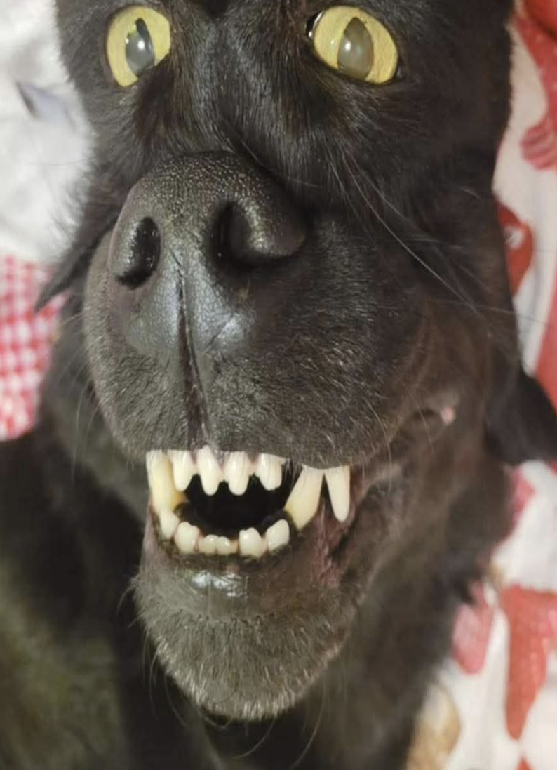 A close-up of a black dog lying down with its mouth open, showing its teeth and gums, and its eyes wide open, giving a humorous, surprised expression. There is a red and white fabric in the background.