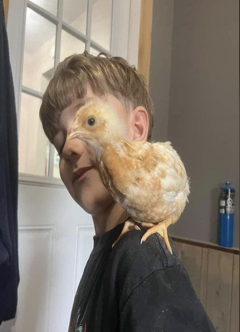 A young boy smiles with a small, light brown chicken perched on his shoulder inside a room with a white door and a blue water bottle in the background.