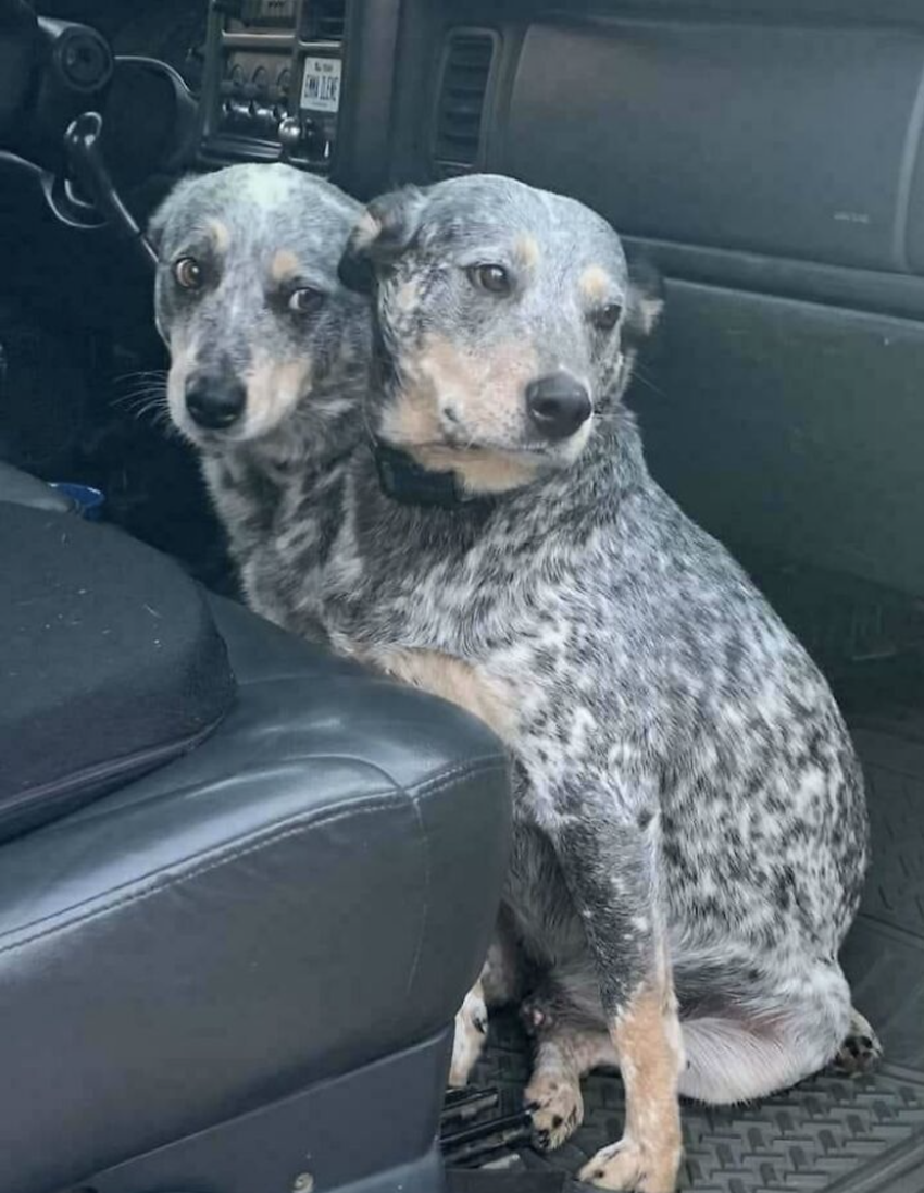 Two blue heeler dogs with similar gray and black speckled fur sit closely together on the floor of a vehicle, looking towards the camera with calm expressions.