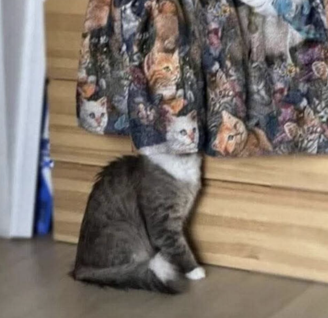 A gray and white cat sits with its head hidden behind a skirt decorated with cat faces, creating the illusion that the cat's head is one of the faces printed on the fabric.