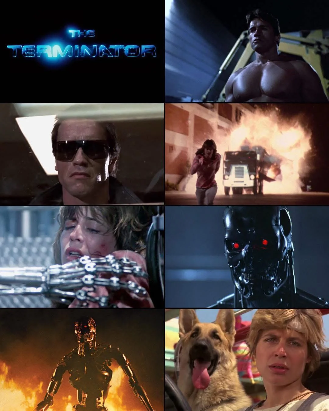 A collage of scenes from "The Terminator" film, featuring the title, the Terminator, Sarah Connor, explosions, a robotic endoskeleton, and a dog sitting beside a woman in a car.