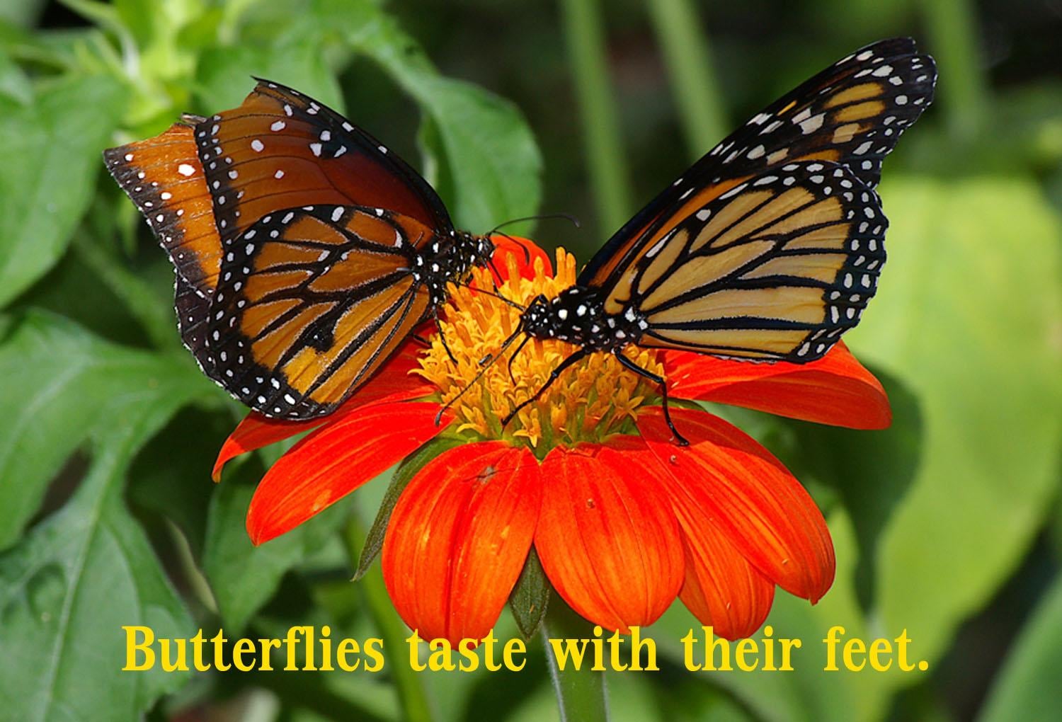 Two orange and black butterflies sit on a bright orange flower, surrounded by green leaves. Yellow text across the bottom reads: "Butterflies taste with their feet.