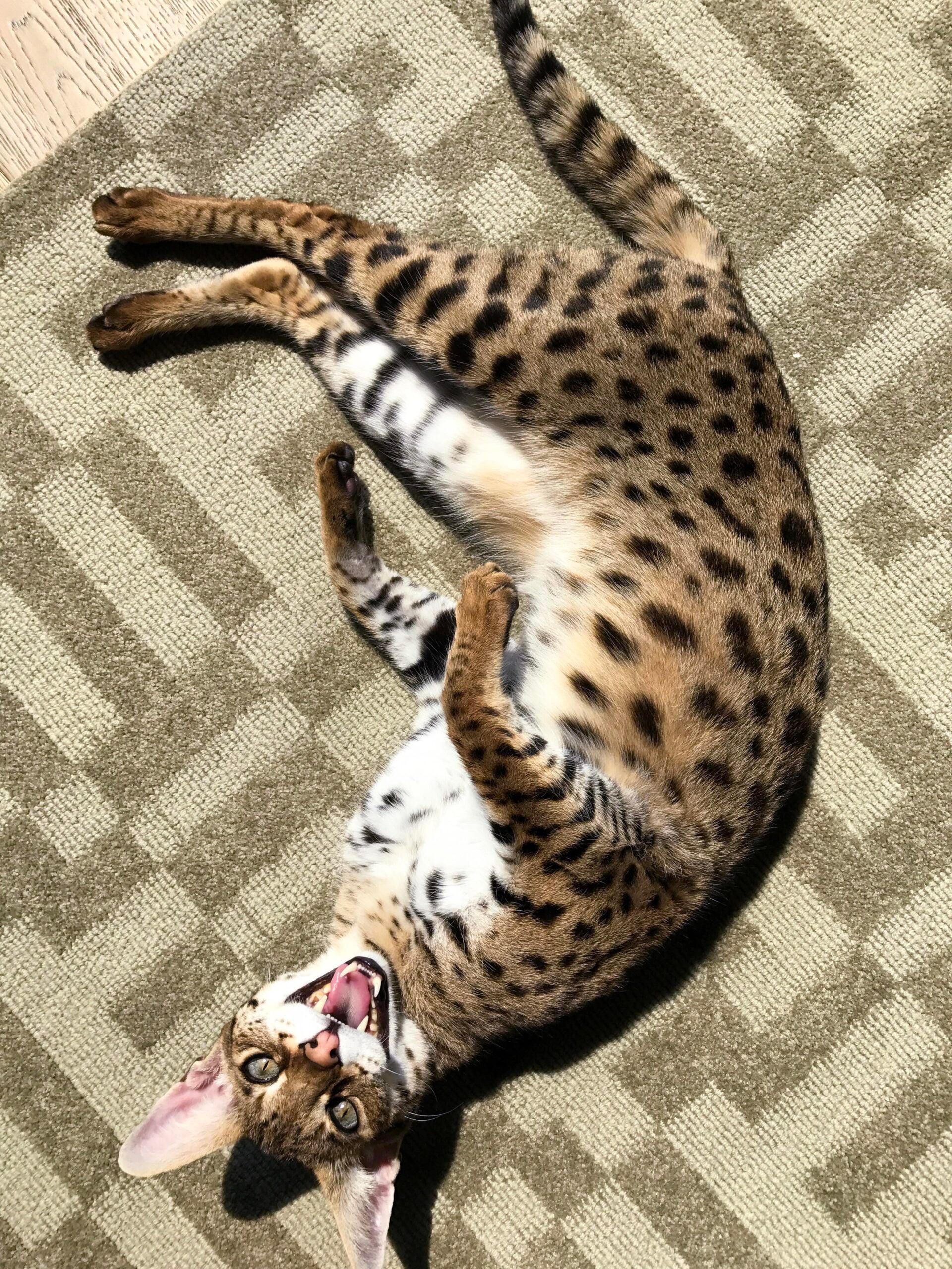A spotted cat with large ears lies on its side on a patterned rug, looking up with its mouth open as if meowing or yawning, basking in a patch of sunlight.