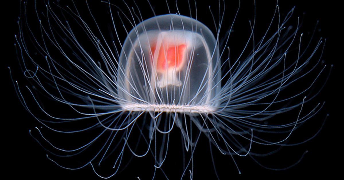 A close-up of a transparent jellyfish with long, delicate tentacles and a red central organ, set against a black background.