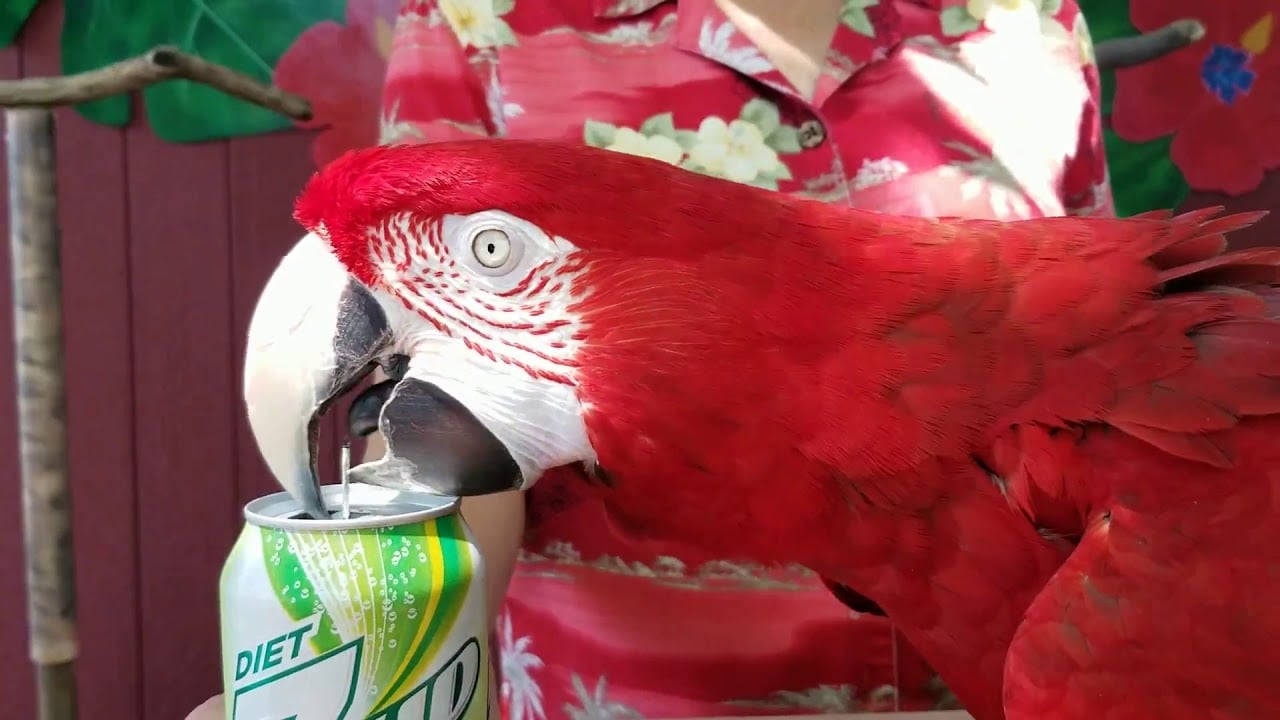 A vibrant red parrot uses its beak to open a Diet 7UP can, with a person in a red floral shirt in the background.