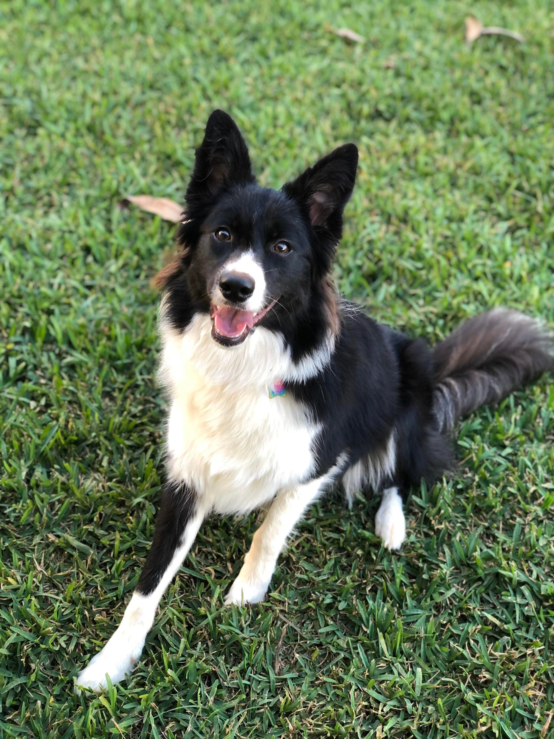 A black and white Border Collie with perked ears sits on green grass, looking up at the camera with its mouth open, appearing happy and alert.