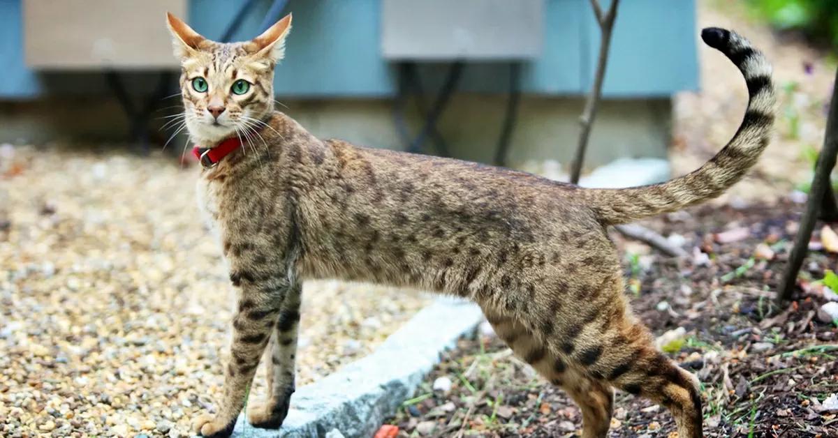 A Savannah cat with a spotted, tawny coat and green eyes stands outdoors on a gravel path, wearing a red collar and looking alertly over its shoulder.