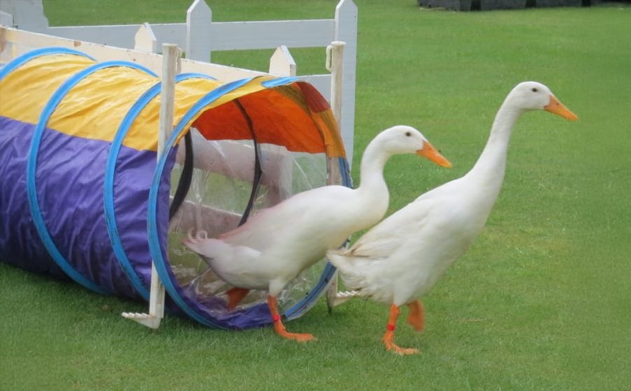 Two white ducks with orange beaks and feet are walking out of a colorful play tunnel on green grass, with a white fence in the background.