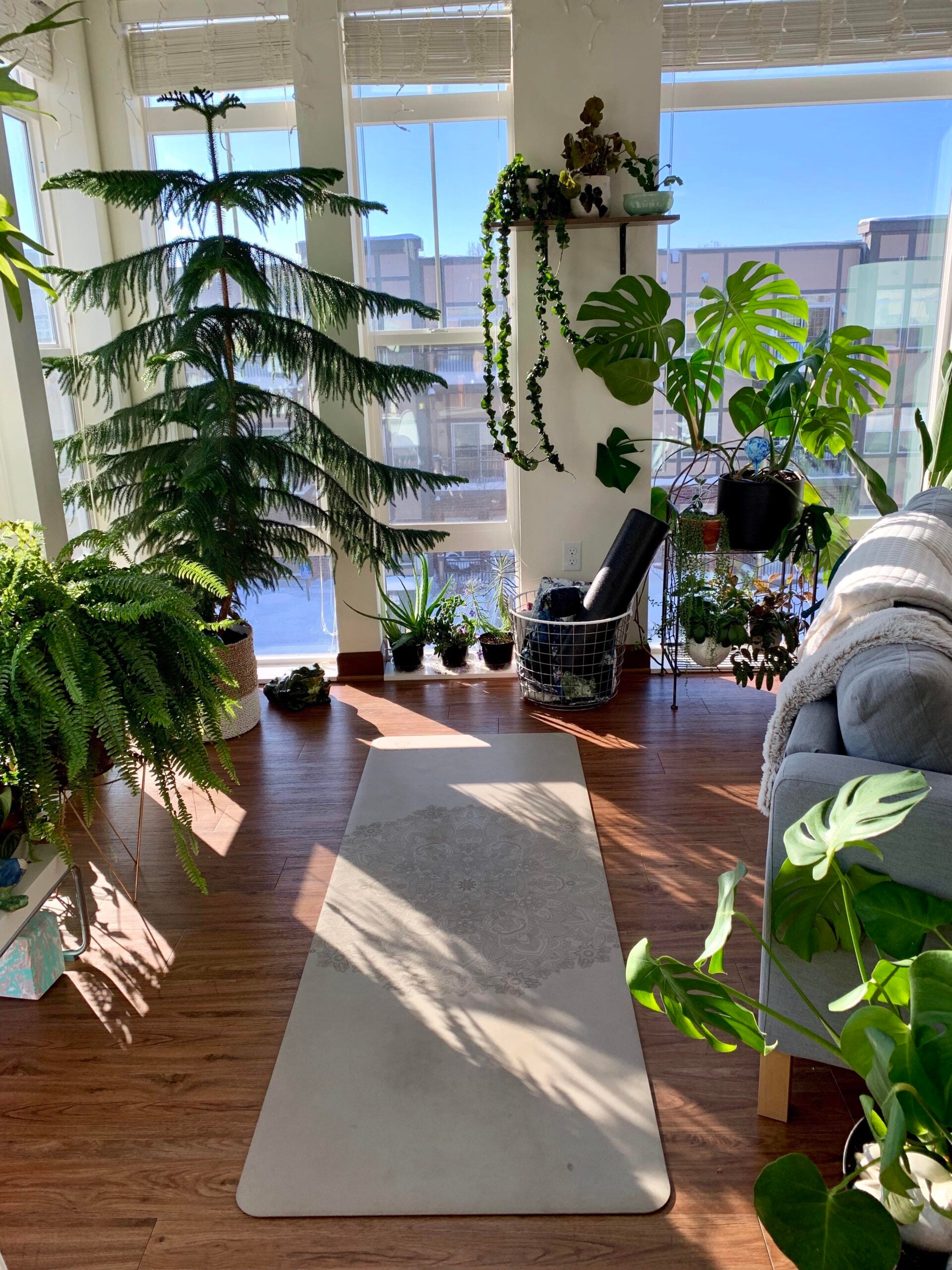A bright, sunlit room with a yoga mat on wooden floors, surrounded by various potted green plants, ferns, and large windows with a view of modern buildings outside.