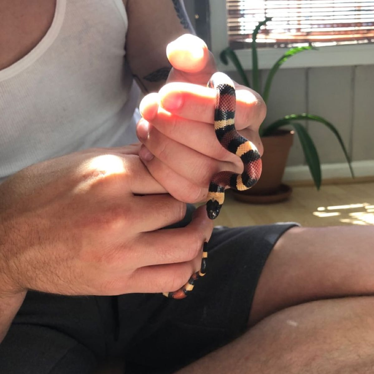 A person wearing a white tank top and dark shorts gently holds a small, colorful snake with red, black, and white bands. Sunlight filters through blinds, and a potted plant is in the background.