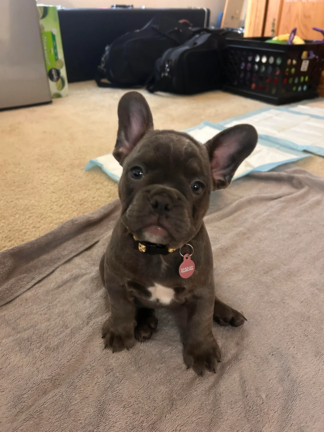 A small gray French Bulldog puppy with large ears sits on a gray towel indoors, looking at the camera. The puppy wears a collar with a tag, and there are pet supplies in the background.