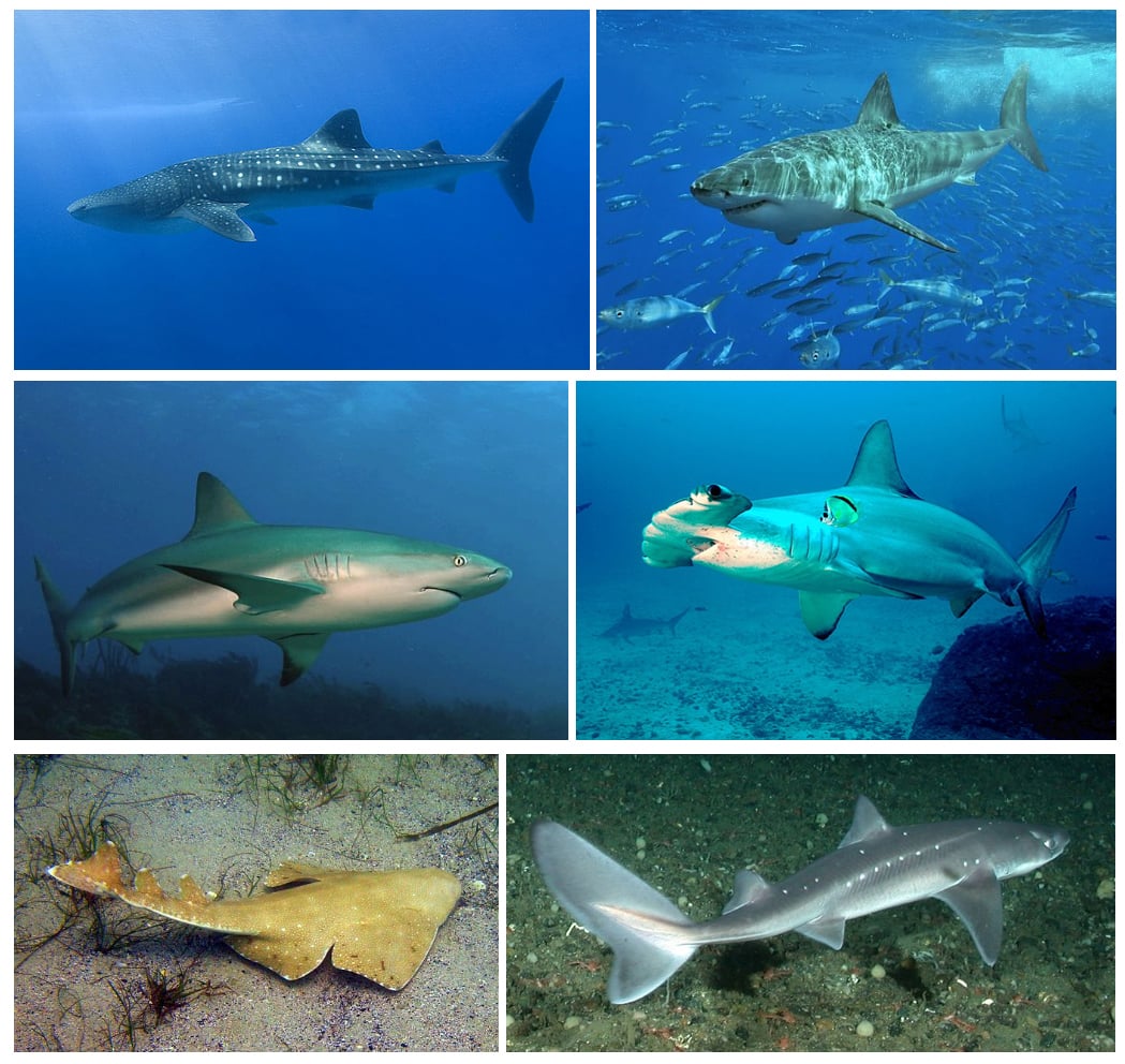 A collage of six different shark species underwater, including a whale shark, great white shark, grey reef shark, hammerhead shark, angel shark, and a spiny dogfish swimming near the ocean floor.