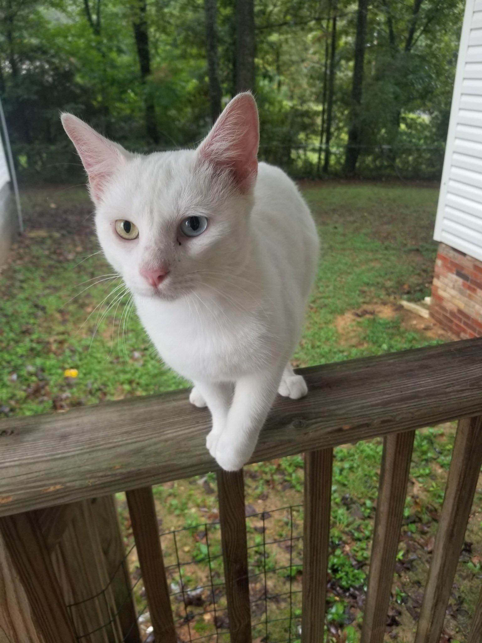 A white cat with one blue eye and one green eye stands on a wooden railing outside, with a grassy yard and trees in the background.