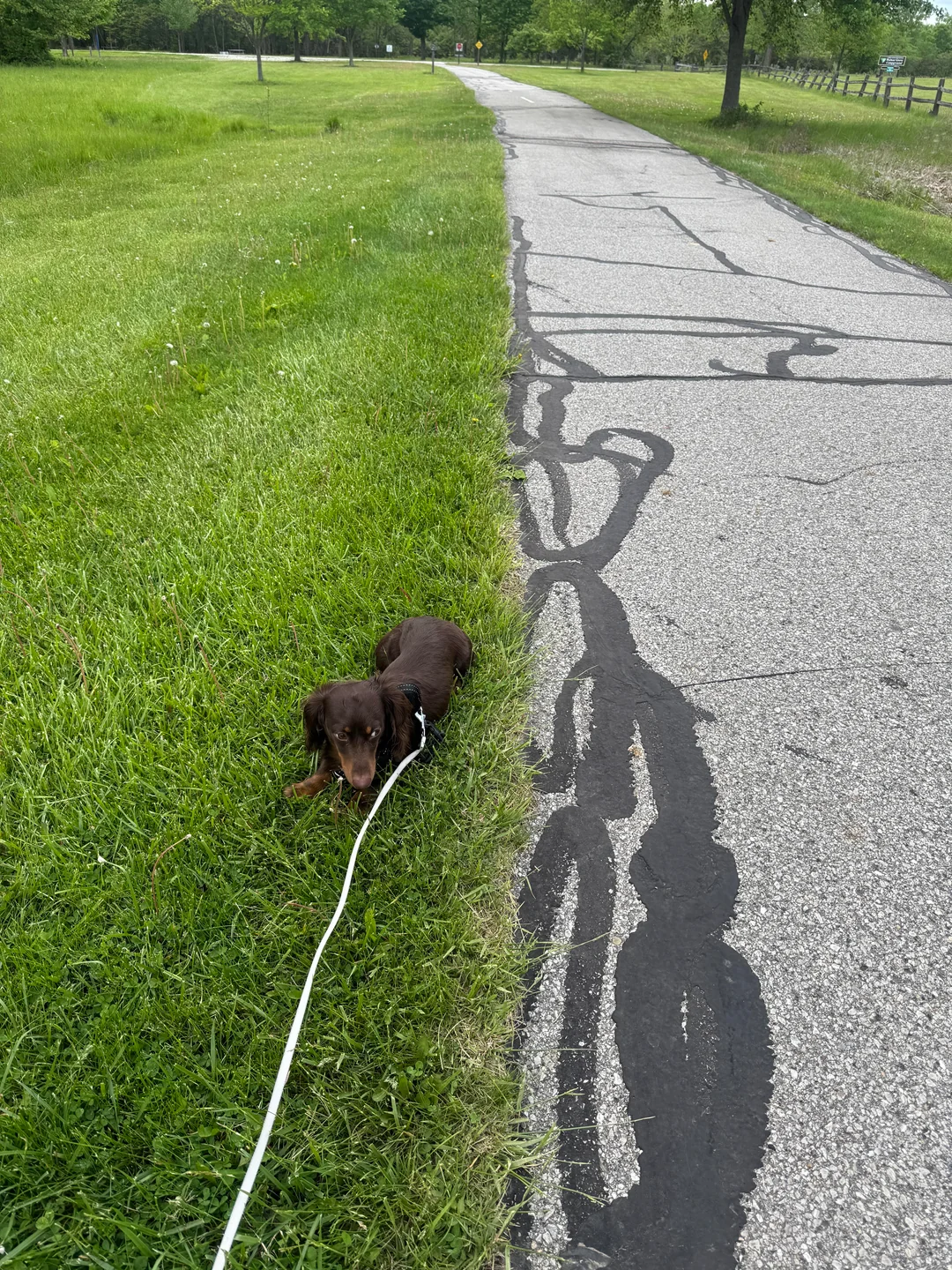 A brown dachshund on a leash rests in the grass next to a paved path in a park, with trees and open green space visible in the background.