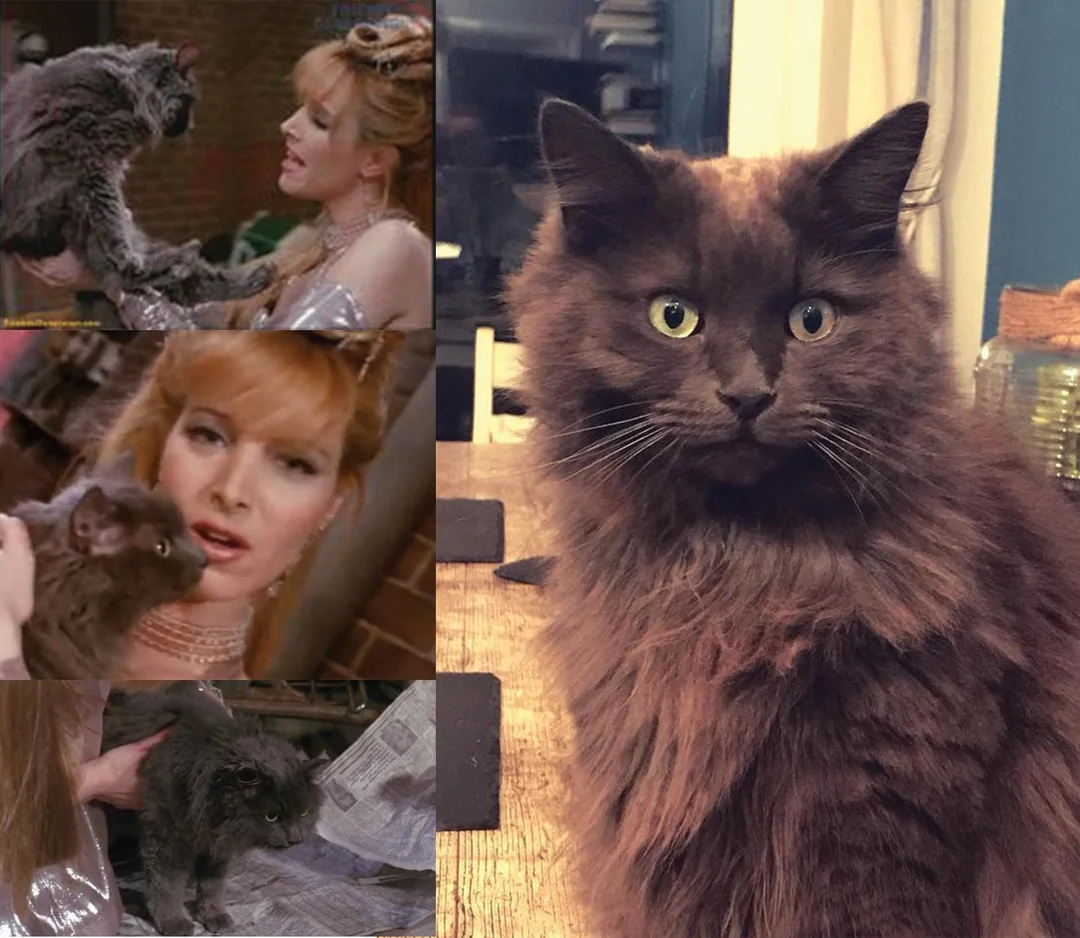 A collage with three film stills of a woman holding a scruffy cat on the left, and a photo of a fluffy gray and brown cat with yellow eyes sitting on a wooden table on the right.