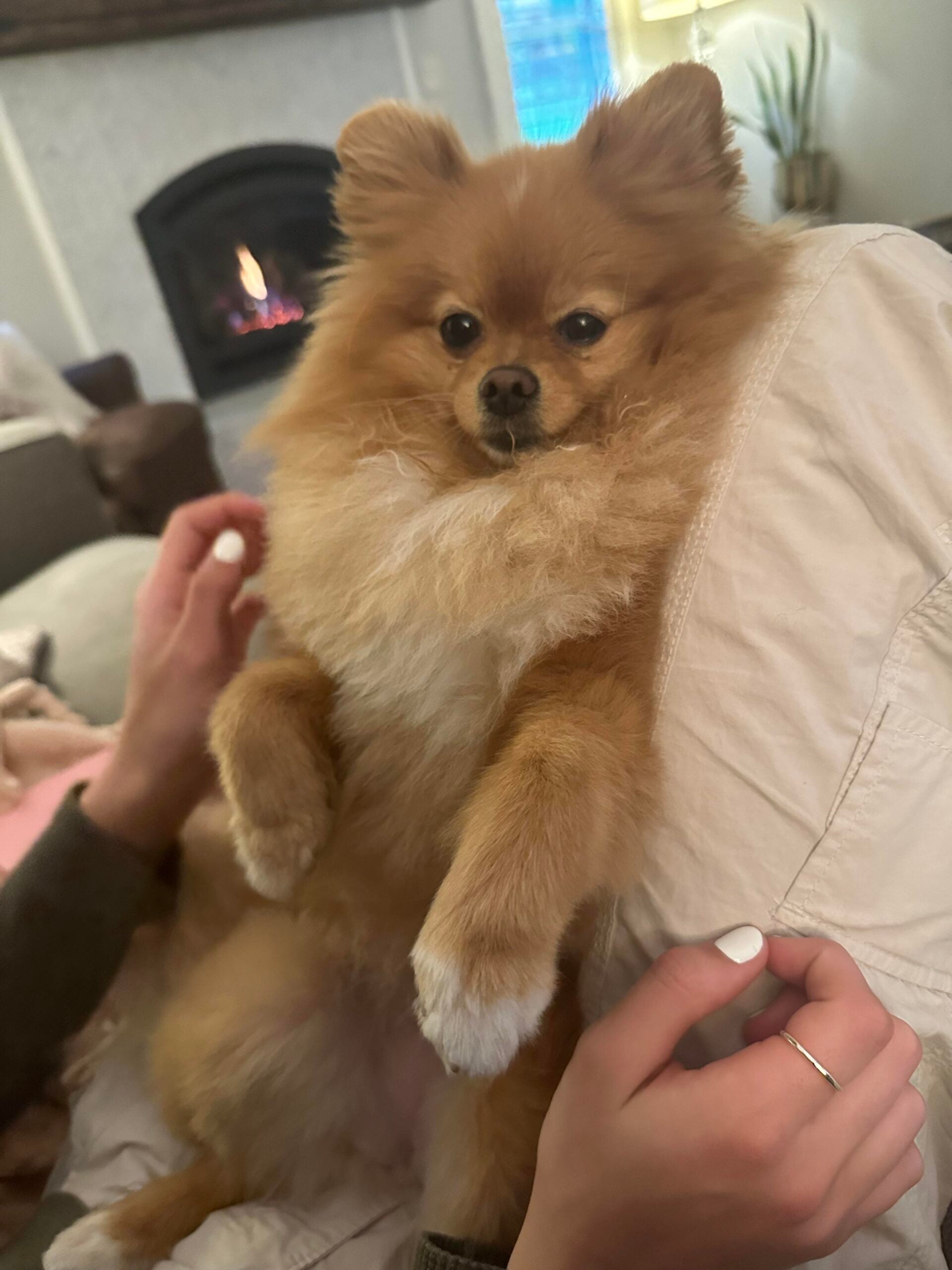 A fluffy brown and white Pomeranian dog lounges comfortably on someone's lap indoors, with hands gently resting nearby. A fireplace and plants are visible in the cozy background.