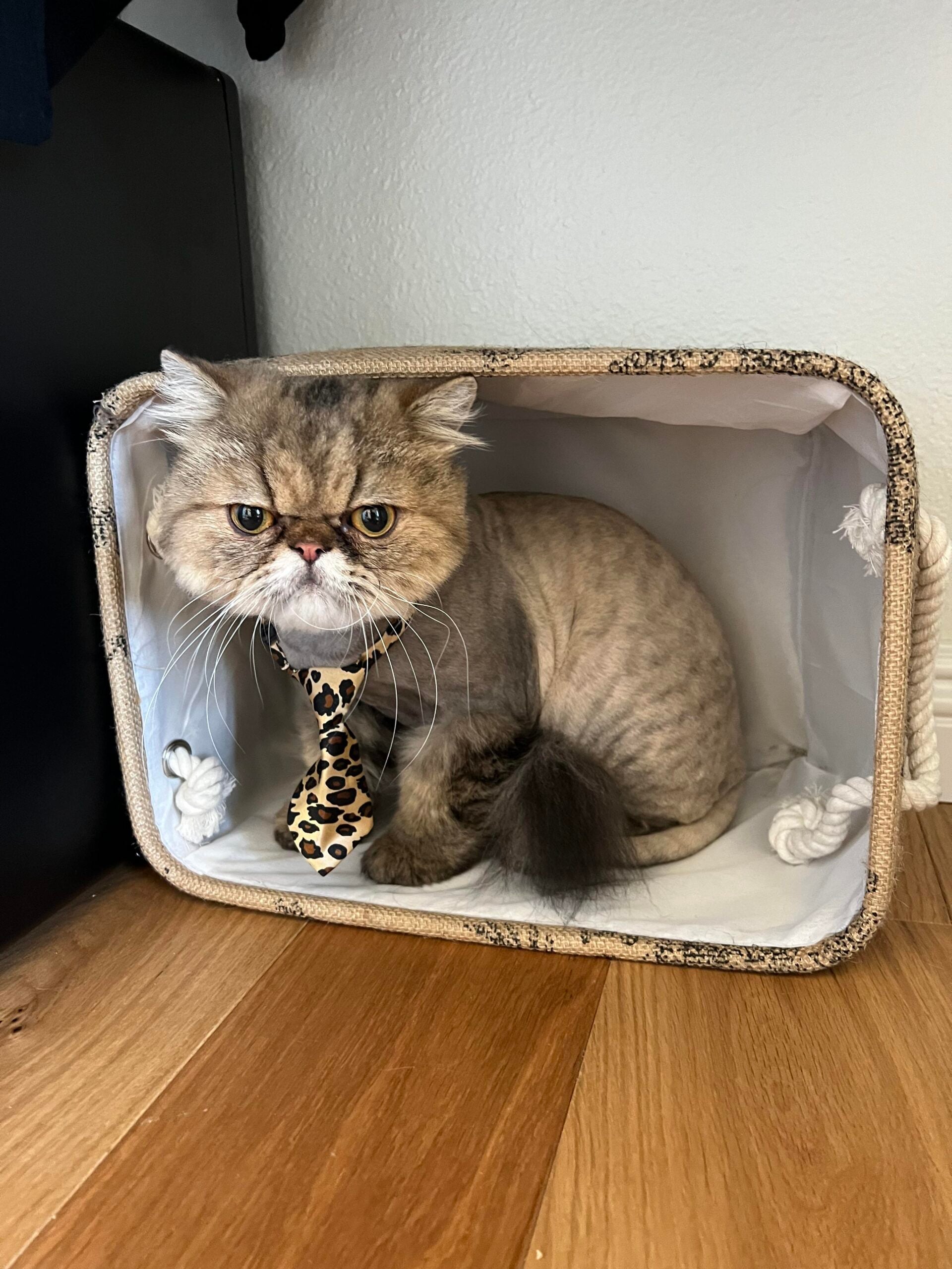 A Persian cat with a lion cut and a leopard-print tie sits inside a beige fabric basket on a wooden floor, looking directly at the camera with a serious expression.