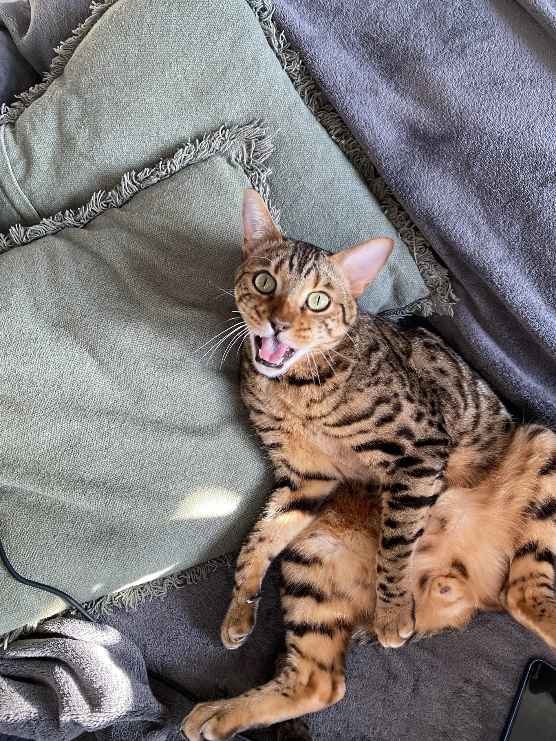 A brown and black spotted Bengal cat with green eyes lies on a gray couch next to green pillows, looking up with its mouth open as if meowing or surprised.
