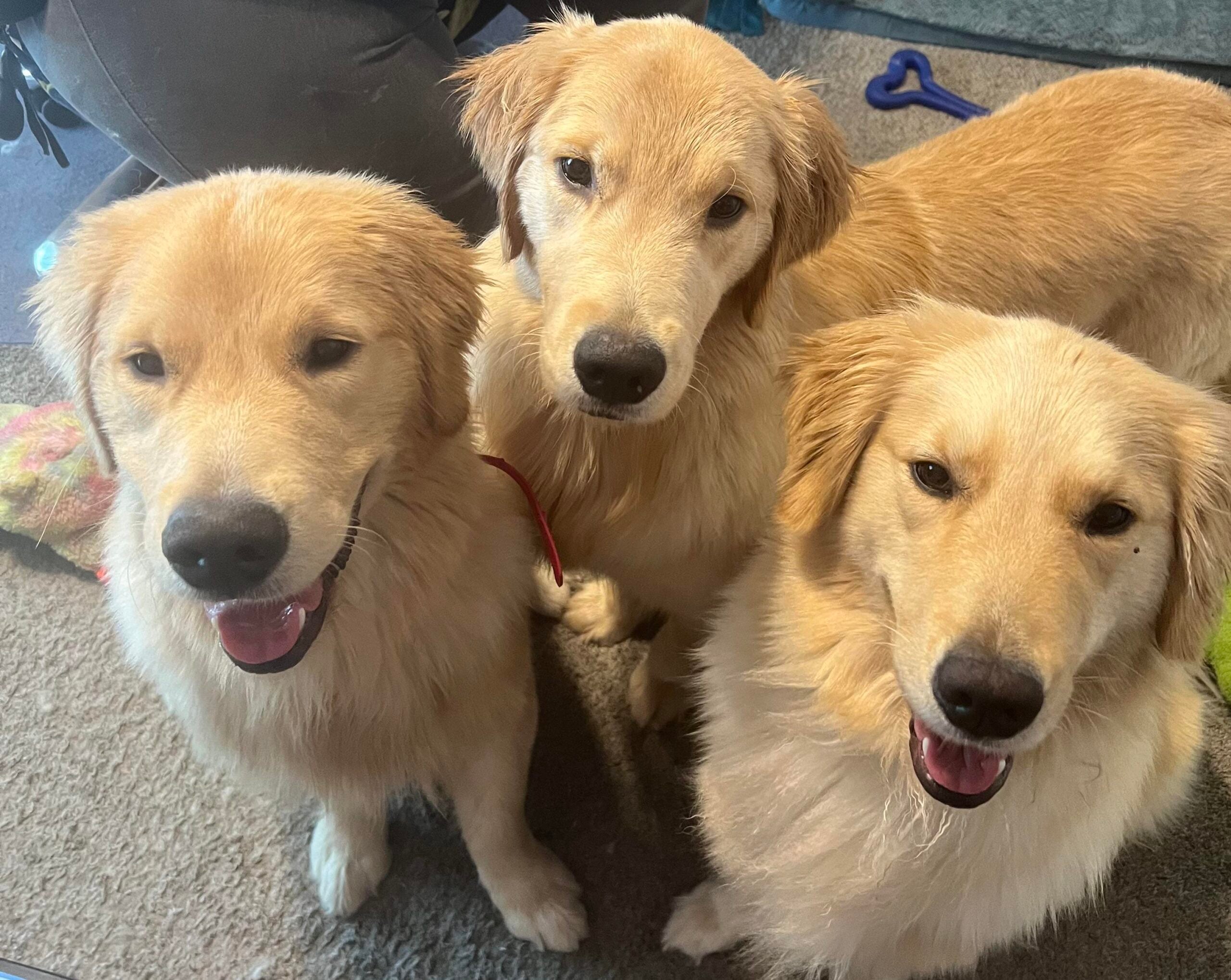 Three golden retrievers sit close together on a carpeted floor, looking up with happy expressions and mouths slightly open. Their beige fur is shiny and well-groomed. A blue dog toy is visible in the background.