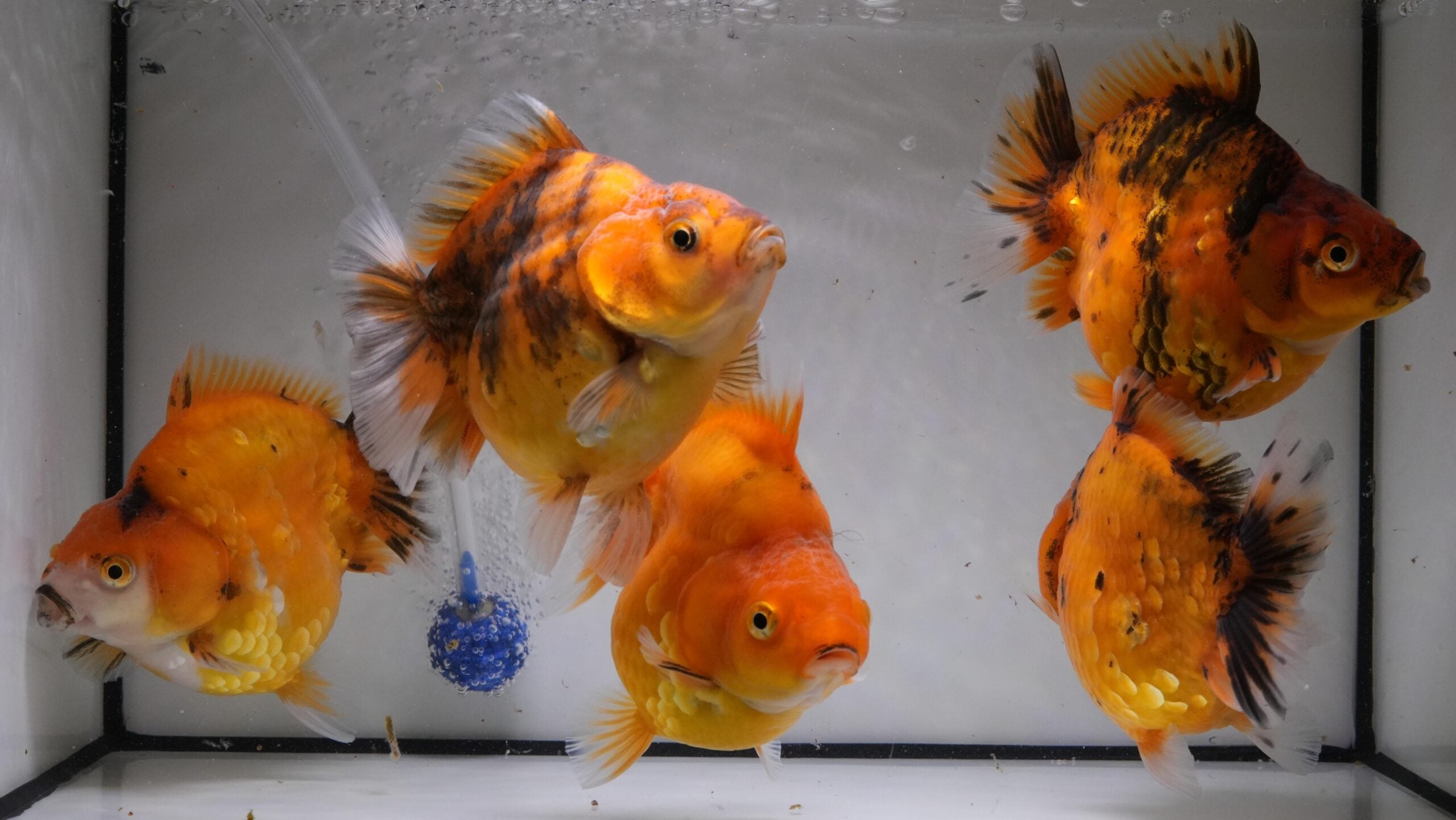 Five orange and black goldfish with rounded bodies swim in a clear aquarium with a white background. Air bubbles rise from a blue air stone at the left side of the tank.