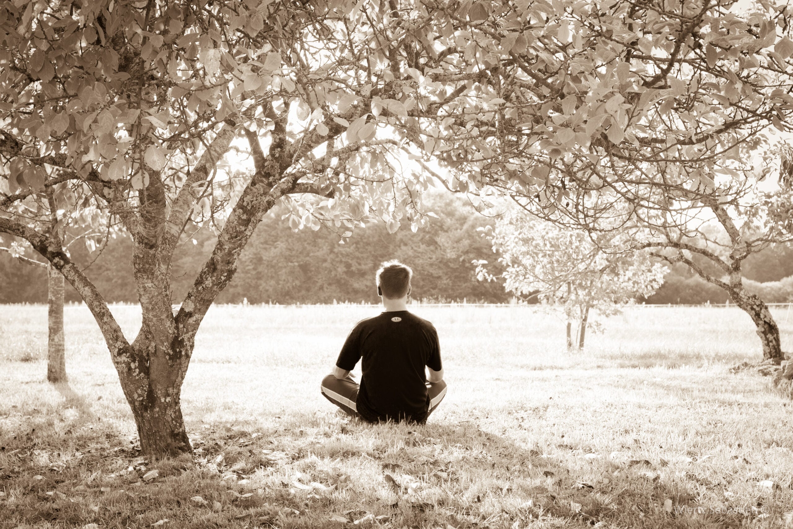 A person sits cross-legged on grass under a tree, facing away from the camera toward a sunlit field and distant trees. The scene is peaceful and bathed in soft, sepia-toned light.