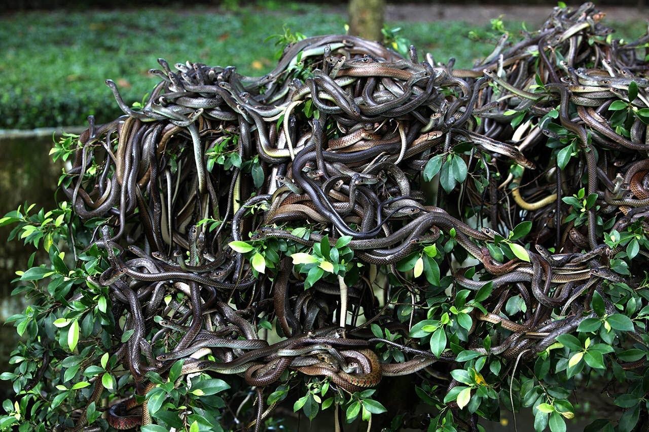 A large number of snakes are tangled together, coiling around the branches and leaves of a green bush in an outdoor setting.