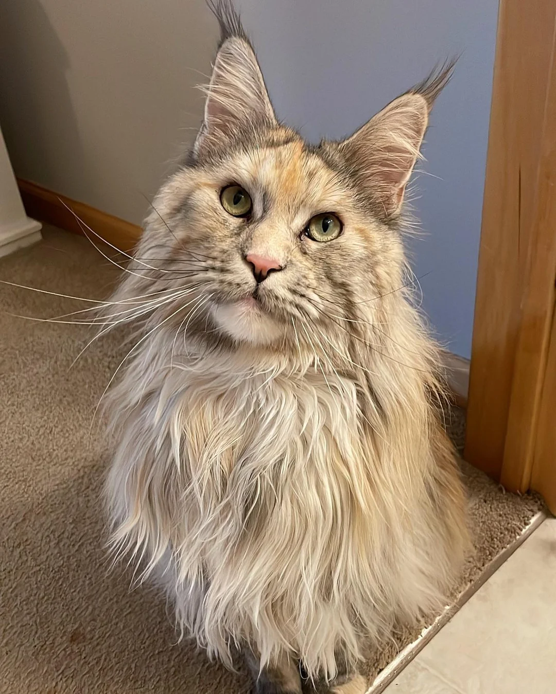 A fluffy Maine Coon cat with long, thick fur and large, pointed ears sits on a carpet next to a tiled floor, looking up with green eyes.