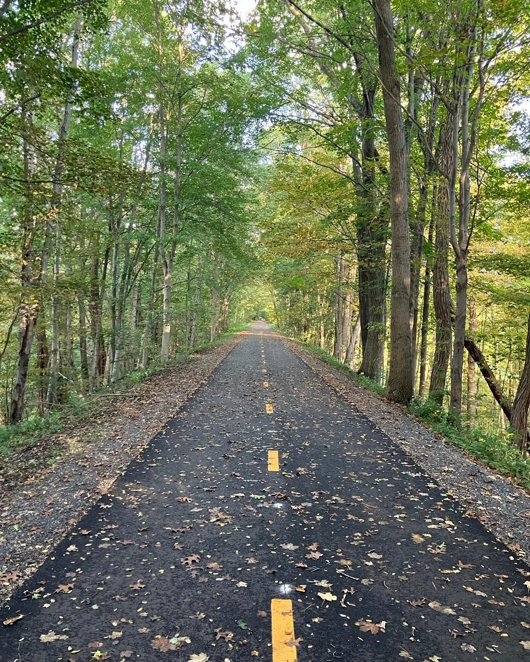 A paved path with a yellow centerline stretches into the distance, flanked by tall green trees on both sides. Fallen leaves are scattered along the edges, and sunlight filters through the trees.