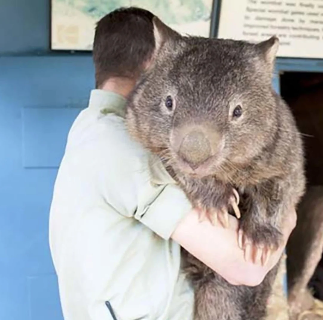 A person in a light shirt holds a large wombat in their arms. The wombat faces the camera with a curious expression, while the person's face is turned away and not visible.
