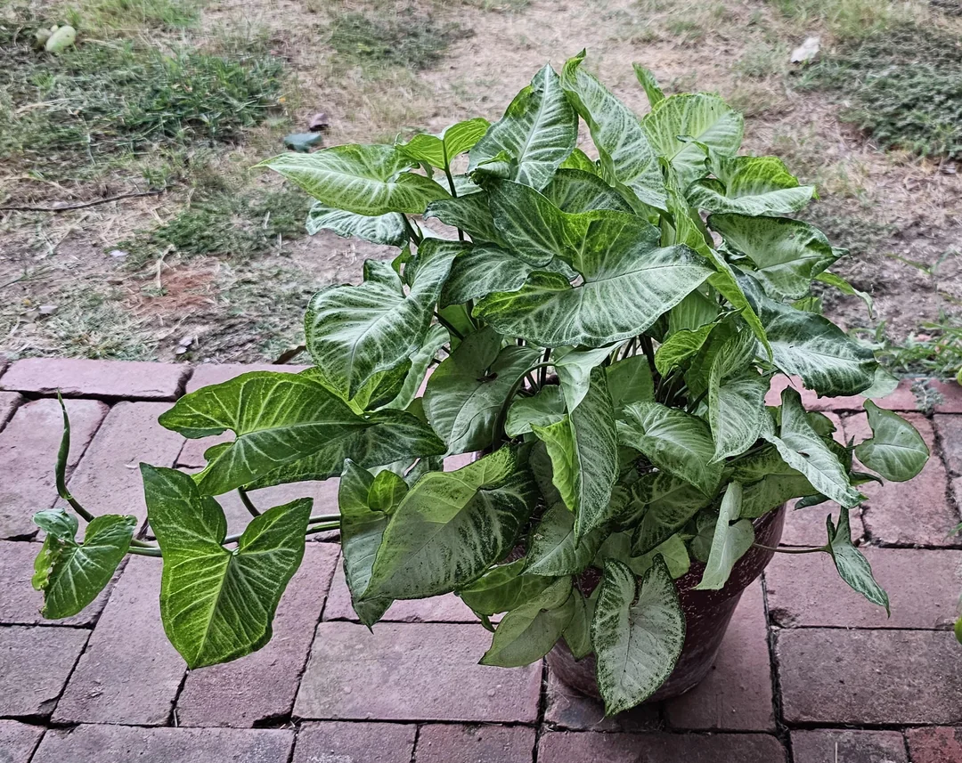 A lush green potted plant with arrow-shaped leaves sits on a brick patio, with a patchy grassy yard visible in the background.