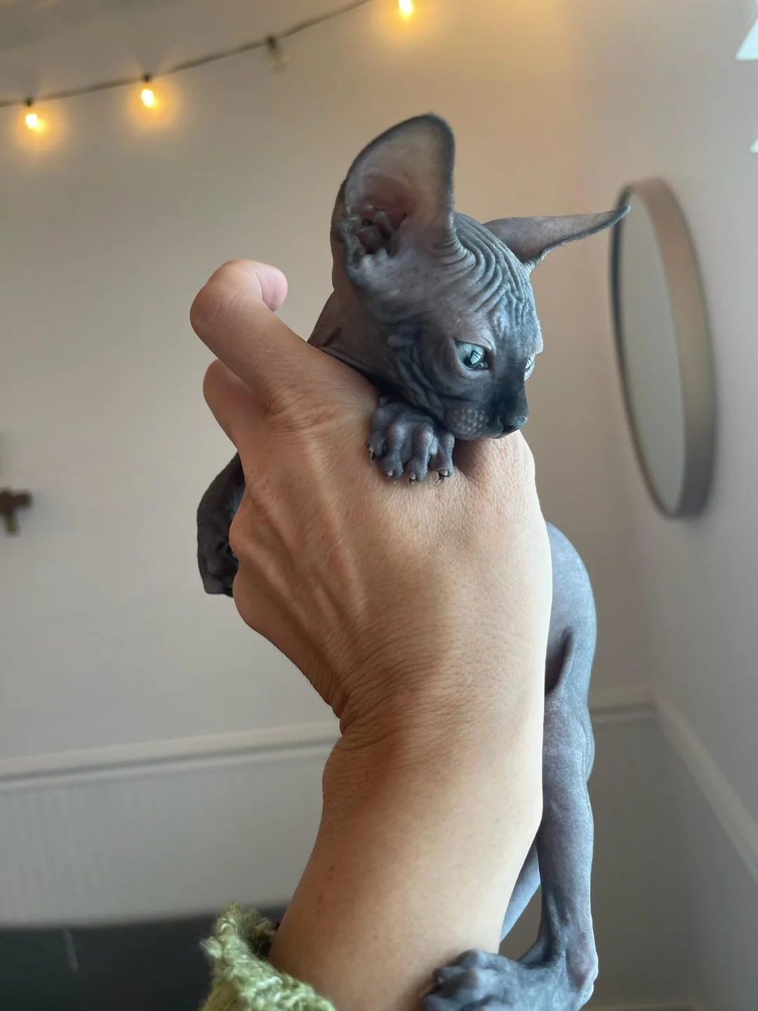 A hand gently holds a small hairless Sphynx kitten indoors. The kitten has wrinkled skin and large ears. Warm string lights and a round mirror are visible in the softly lit background.