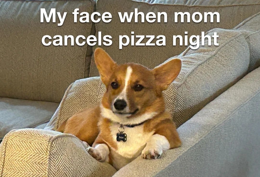A corgi sits on a couch looking unimpressed, with text above reading, "My face when mom cancels pizza night.