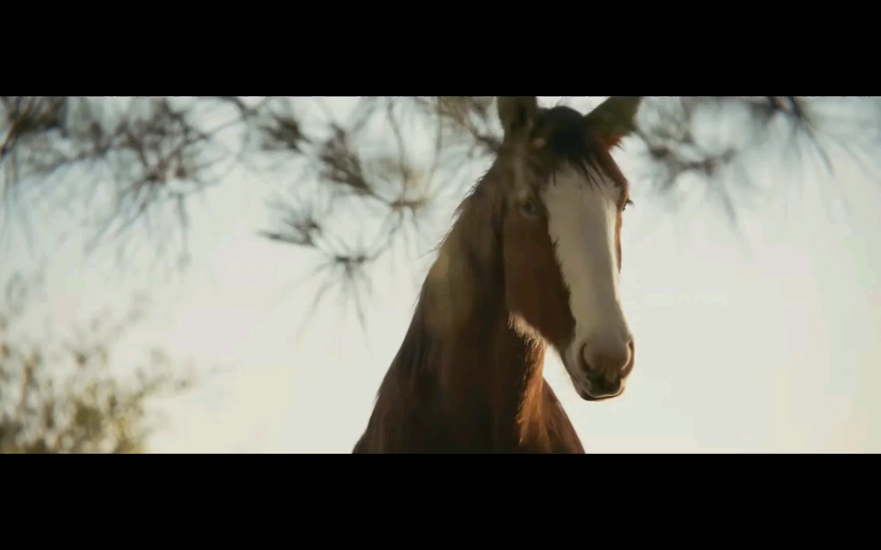A brown horse with a white stripe down its face stands outdoors, looking toward the camera, framed by blurry tree branches and a bright sky in the background.