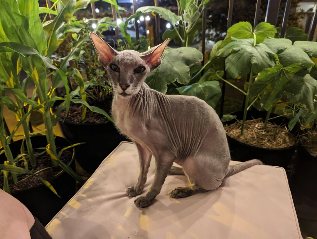 A hairless Sphynx cat with large ears sits on a beige cushion surrounded by green potted plants on a balcony at night.