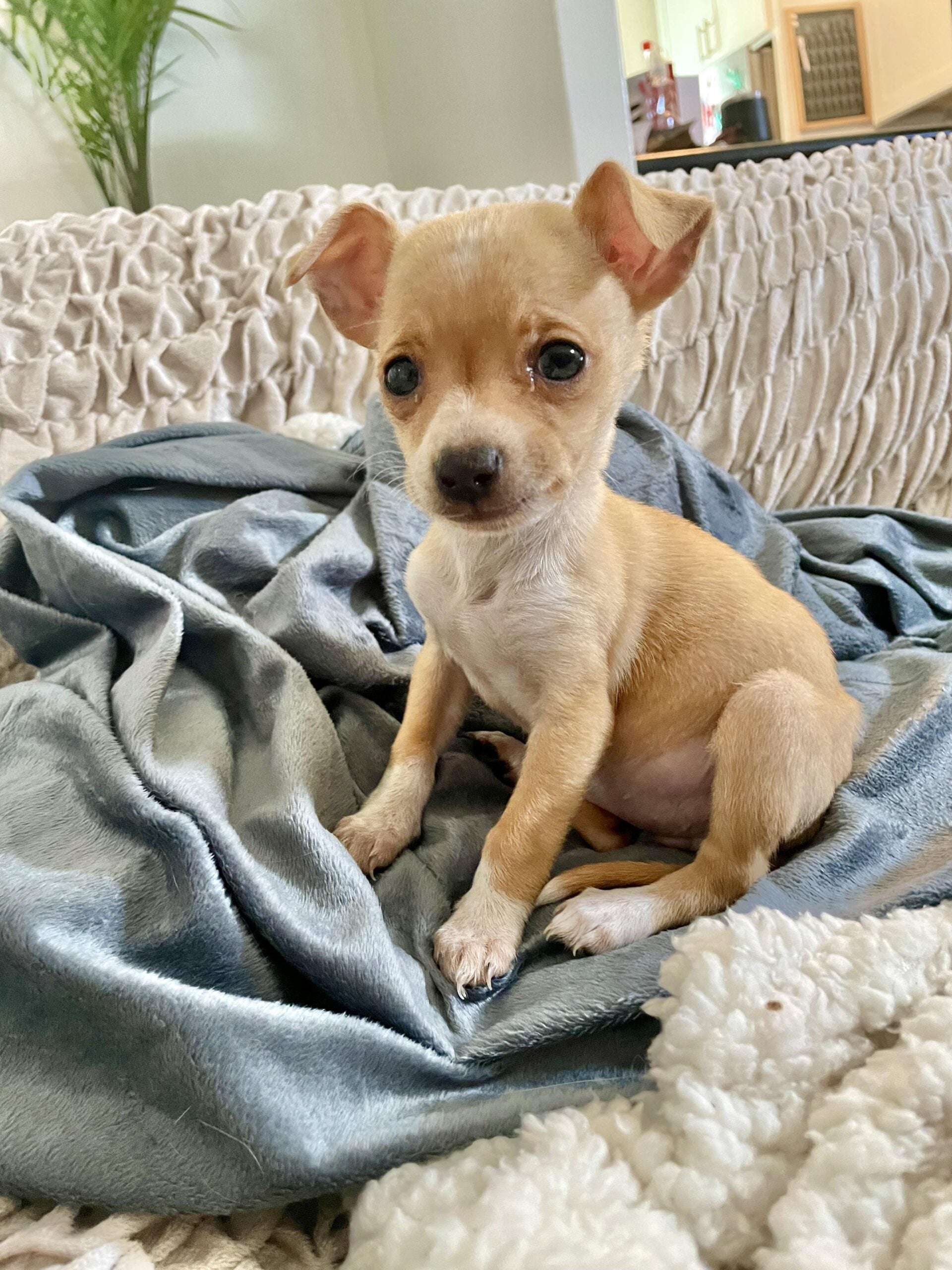 A small tan puppy with large ears sits on a soft, light blue blanket on a textured beige couch, looking at the camera with a curious expression. A plant and kitchen area are visible in the background.
