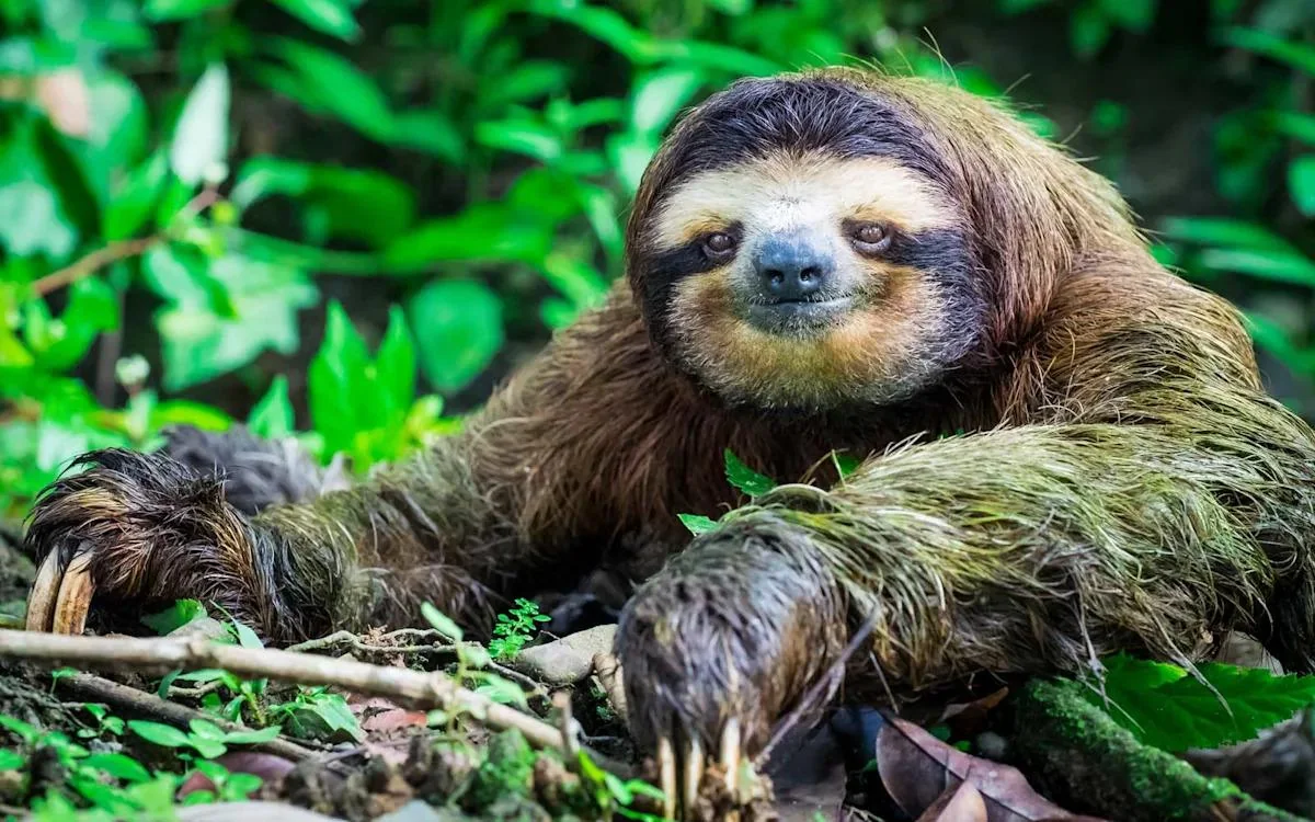 A three-toed sloth with brown fur and long claws crawls slowly along the forest floor, surrounded by green leaves and vegetation.