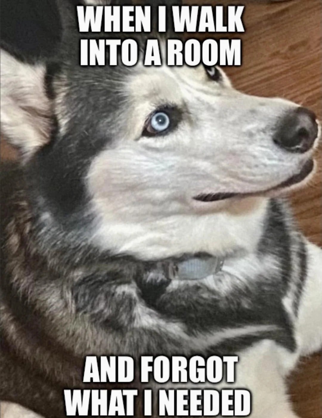 A husky with a confused expression looks upward. The top text reads, "WHEN I WALK INTO A ROOM," and the bottom text reads, "AND FORGOT WHAT I NEEDED.
