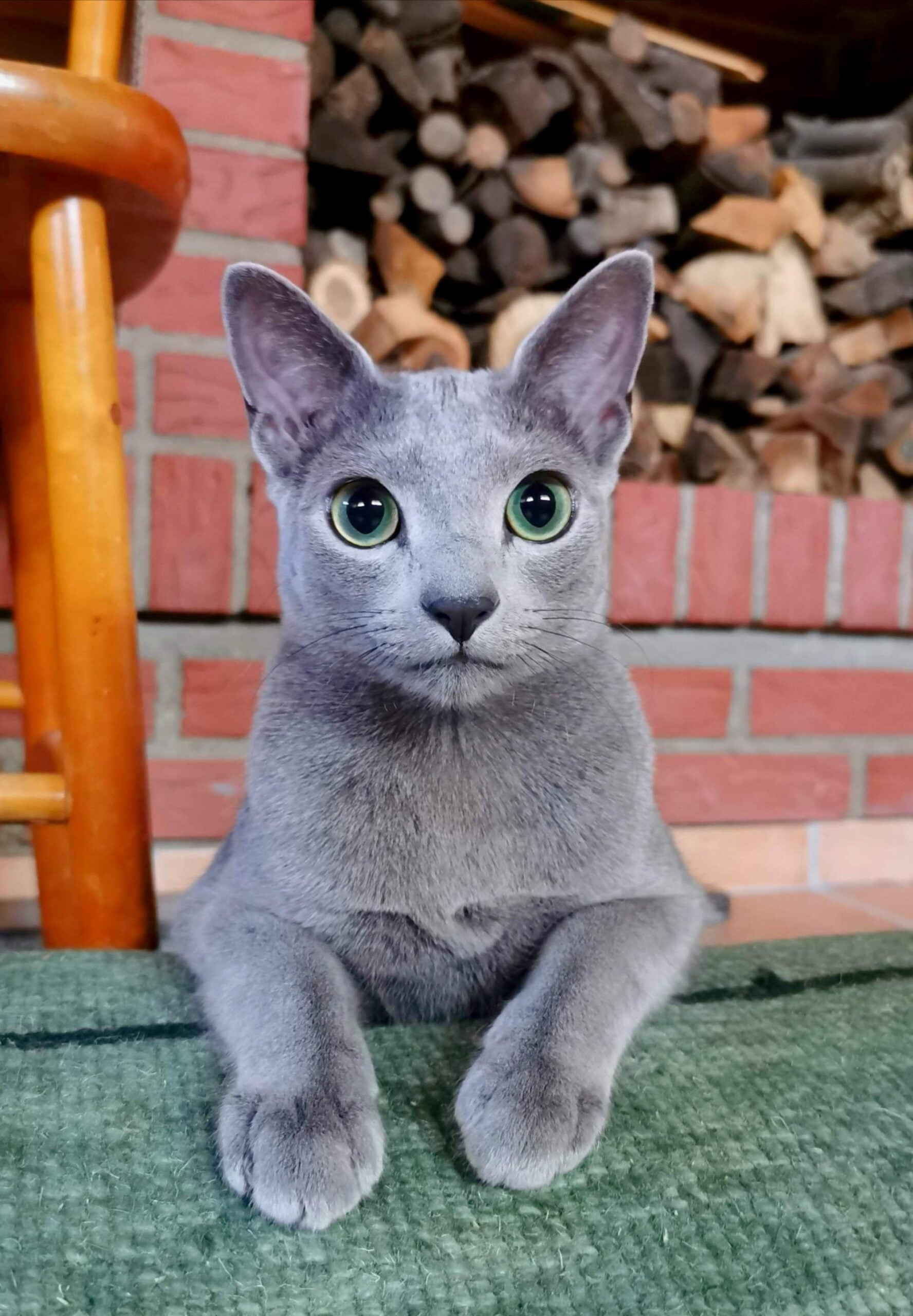 A gray cat with large green eyes rests its front paws on a green rug, looking directly at the camera. Behind it, there is a stack of firewood and a brick wall, with part of a wooden chair visible on the left.